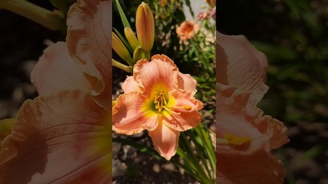 #shorts лилейник Элегант Кэнди смотреть онлайн