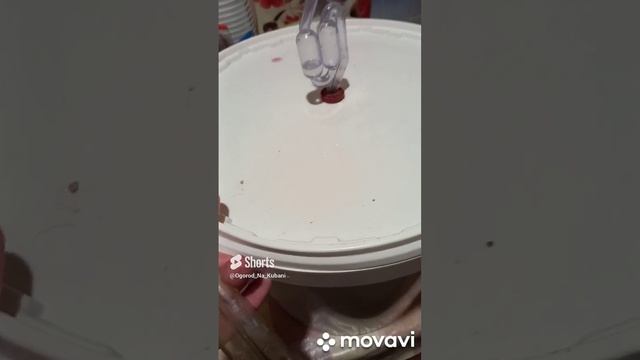 СНЯТИЕ С ОСАДКА ВИНА ИЗ ВИНОГРАДА ИЗАБЕЛЛА. ОГОРОД НА КУБАНИ. shorts# смотреть онлайн