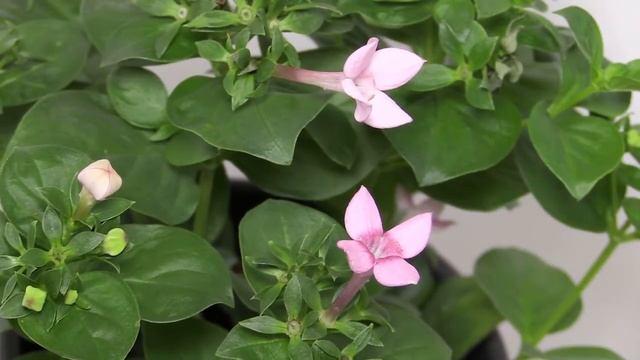 Bouvardia Cv. - Bouvardia Hybride