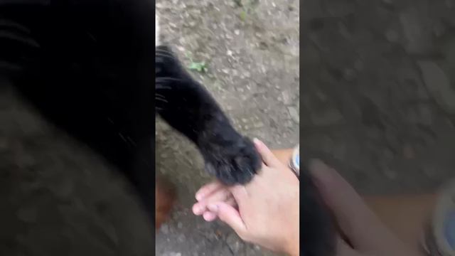 Принят в команду смотреть онлайн