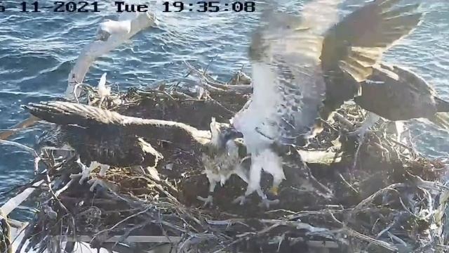 Port_Lincoln Osprey_Osprey chick FIGHTS get very serious?/ ДРАКИ скопчат становятся очень серьезным смотреть онлайн