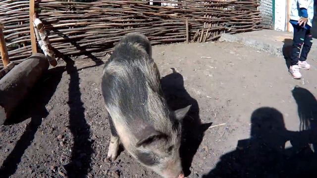 Контактный зоопарк "Бабушкин дворик" смотреть онлайн