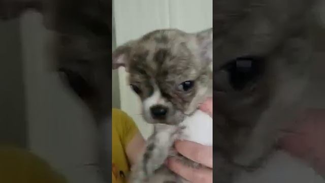 продажа чихуахуа Раджа, тигровый окрас,сын нашего Елисея чемпиона 89787458062 смотреть онлайн