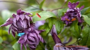 Клематис ботанический Мэри Роуз (mary rose) ? обзор: как сажать, саженцы клематиса Мэри Роуз