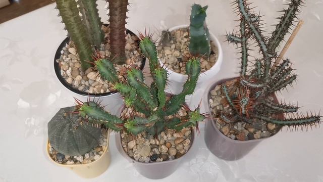 Эуфорбия (Euphorbia) или Молочай это кактус???🤔 Экземпляры в моей коллекции. #euphorbia смотреть онлайн