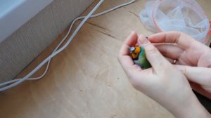 Обработка птиц от паразитов / профилактика трахейного клеща