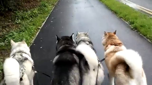 Walking 4 Huskies with a SASS Walking Belt. смотреть онлайн