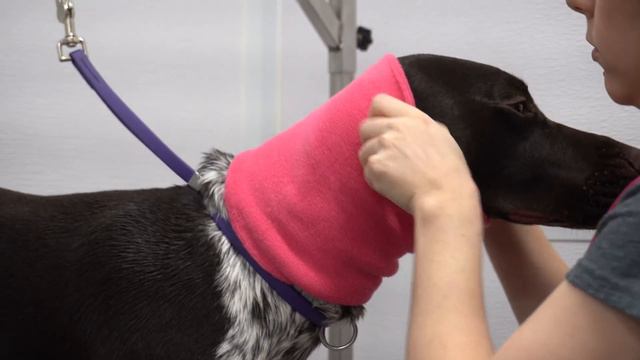 Crazy Hunting Dog Gets His First Groom | German Shorthaired Pointer