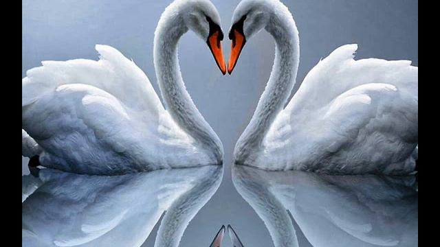 П И Чайковский танец маленьких лебедей смотреть онлайн