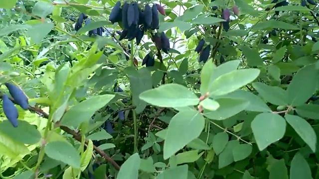 Жимолость сорт Восторг оправдывает свое название! смотреть онлайн