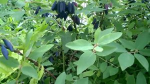 Жимолость сорт Восторг оправдывает свое название!