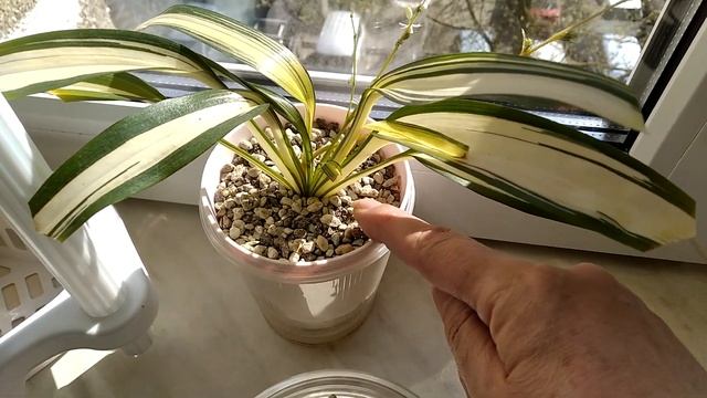 Про Хлорофитумы Лечузу и хлорофитум в лечузе и др.