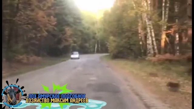 Дикие кабаны переходят дорогу с детёнышами? смотреть онлайн