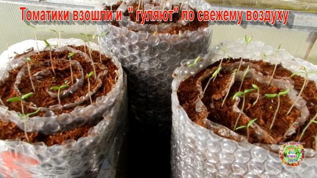 Первые всходы томатов. Советы по выращиванию рассады томатов. смотреть онлайн