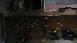 Часть икры у скалярии побелела.