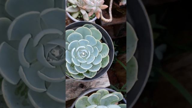 Echeveria Glauca suculenta смотреть онлайн