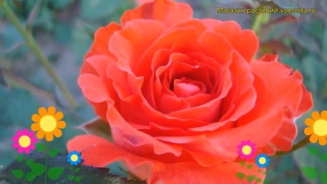 Роза чайно-гибридная Анжелика. Краткий обзор, описание характеристик, где купить саженцы Angelique смотреть онлайн