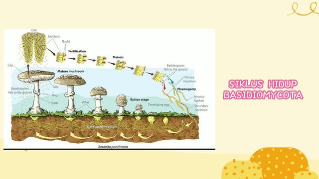SIKLUS HIDUP ASCOMYCOTA DAN BASIDIOMYCOTA смотреть онлайн