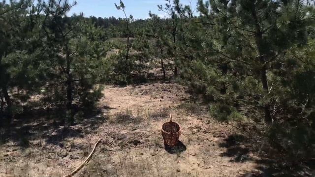 Маслята в мае. 04.05.2021 смотреть онлайн