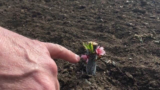 Успешная окулировка персика / Как перезимовала почка ? / successful peach budding смотреть онлайн