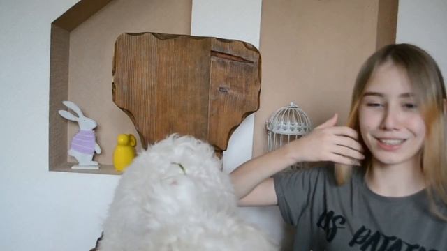 ВОПРОС- ОТВЕТ! Я ПОЖАЛЕЛА О ТОМ, ЧТО ЗАВЕЛА СОБАКУ,? смотреть онлайн