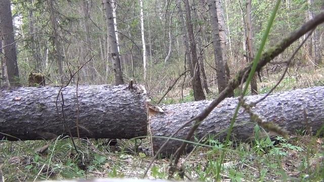 Заготовка дров в лесу бензопила Рыбалка охота лес природа тайга выживание поход дрова stihl hunting смотреть онлайн