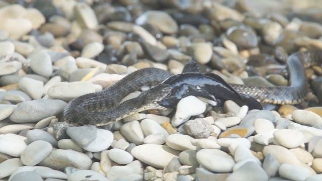 Змея в Мордово смотреть онлайн