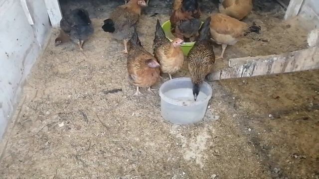 Куриный клещ, блохи у кур. Чем лечить? Ивермек. смотреть онлайн