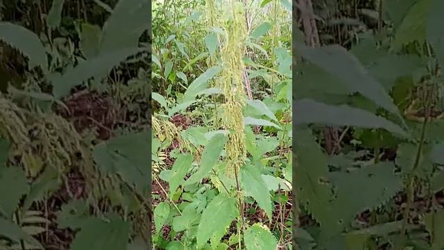 КРАПИВА. смотреть онлайн