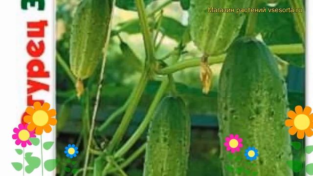 Огурец партенокарпический Забава F1. Краткий обзор, описание характеристик cucumis sativus Zabava F смотреть онлайн
