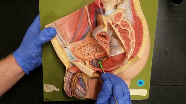 Lab 13.07 - Male Reproductive System смотреть онлайн