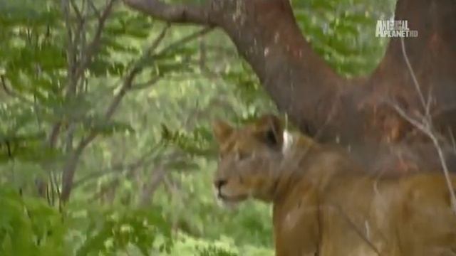 Королева львица Korolevalvica смотреть онлайн