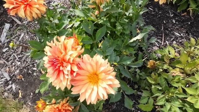 DAHLIA AUTUMN FAIRY IN PARKVORDENSTEIN 2022 смотреть онлайн