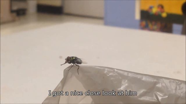 Examining A Fly - I Don't Know What Nature Is My Current Focus.