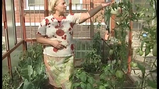 Совместимость овощей в теплице. Урожайные грядки смотреть онлайн