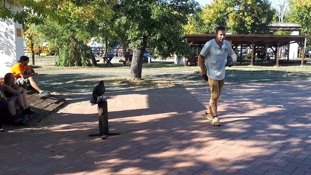 Hortobágy Nemzeti Park - Sólyombemutató 1. смотреть онлайн