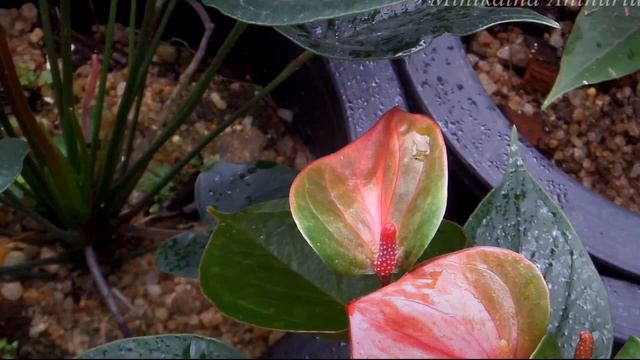 New Bangkok Anthuriums смотреть онлайн