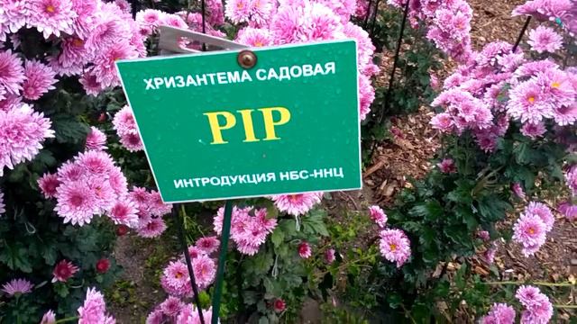 Хризантема Пип смотреть онлайн