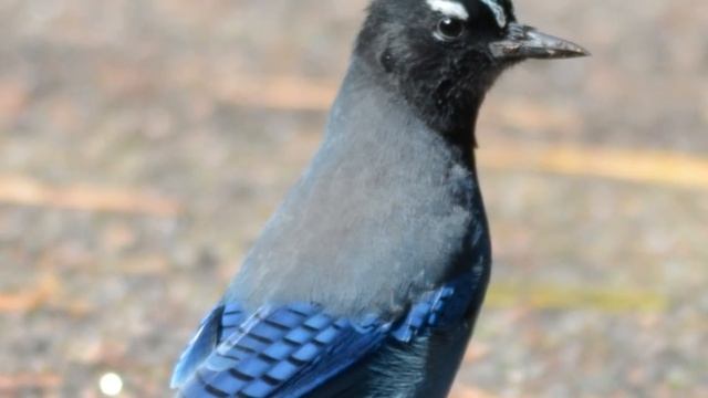 The Mystery of Steller's Sea Ape смотреть онлайн