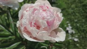пион Сара Бернар (Paeonia Sarah Bernhardt) после пересадки. июль 2022.mp4