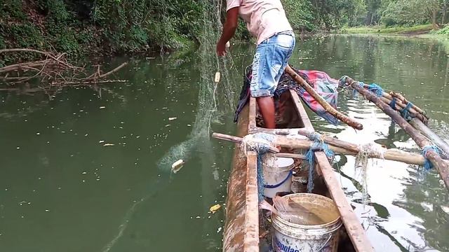 wow!!!!!! SRI Lankan 🇱🇰fishing|river fishing 🐟🐟 video (thappili fish,korali fish) смотреть онлайн