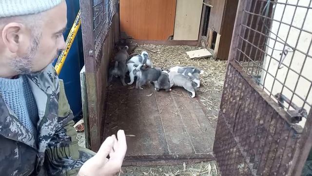 Воспитание щенка с рождения, ЗСЛ и другие породы смотреть онлайн