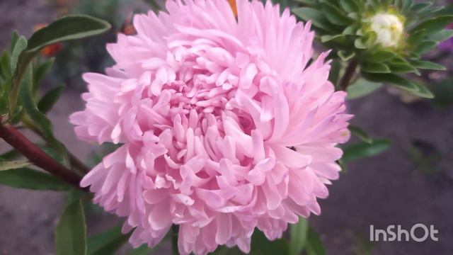 Астра Сорт Хризантелла