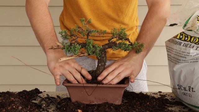 Re-potting a Common Juniper Bonsai and Other Tree Developments смотреть онлайн