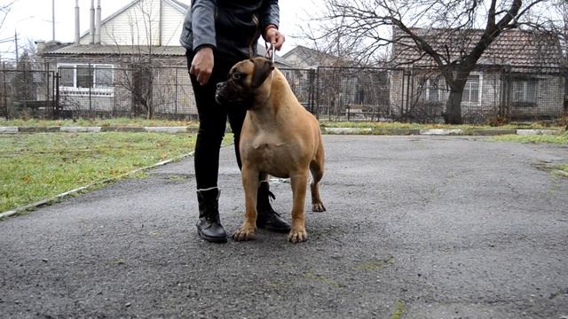 Bullmastiff Rambo www.bull-mastiff-dog.com смотреть онлайн