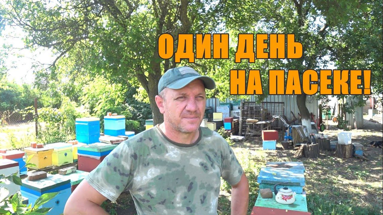 ОДИН ДЕНЬ НА ПАСЕКЕ! смотреть онлайн