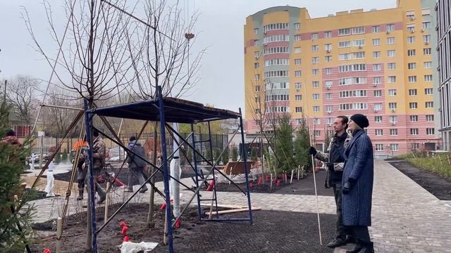 Формирующая обрезка Липы | Как сформировать шпарелы из Липы | Липы в саду | Ландшафтный дизайн