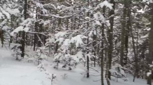 Начало промыслового сезона. На соболя с лайками.