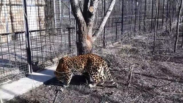 Потягушки леопарда! Тайган A leopard stretches on a tree! Taigan смотреть онлайн