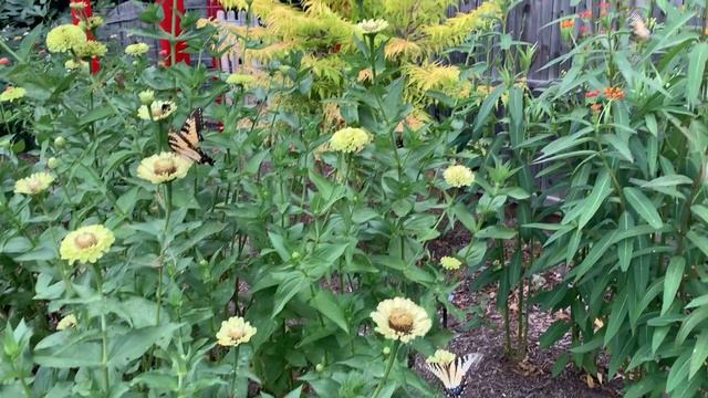 Zinnia 'Envy' and Eastern Tiger Swallowtails смотреть онлайн